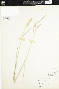 Triticum aestivum image