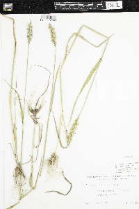 Triticum aestivum image