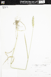 Triticum aestivum image