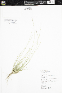 Sporobolus vaginiflorus var. vaginiflorus image