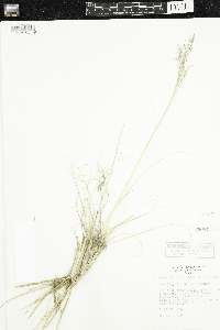 Image of Sporobolus airoides