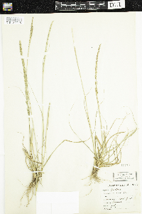 Image of Sporobolus indicus