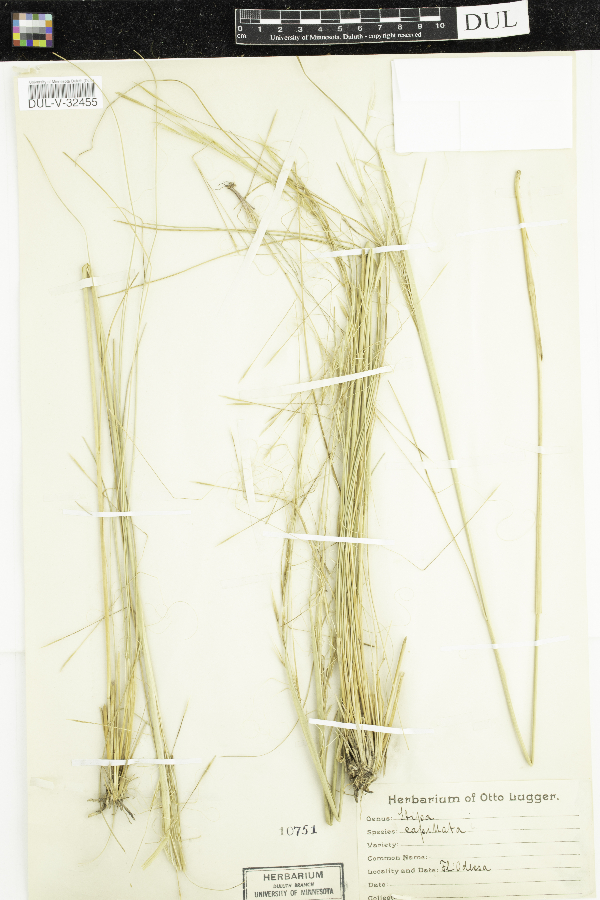 Stipa image