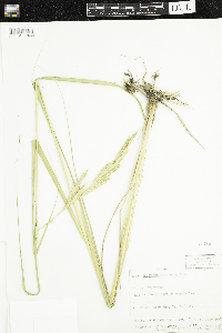 Spartina pectinata image