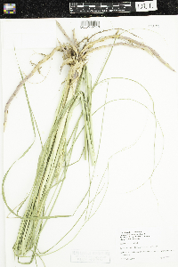 Spartina pectinata image