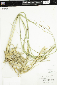 Spartina pectinata image