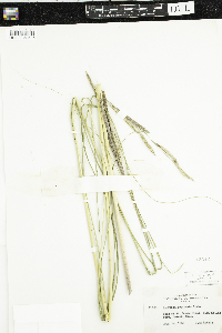 Spartina pectinata image