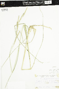 Spartina pectinata image