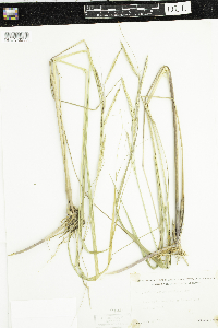 Spartina pectinata image