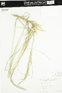 Spartina pectinata image