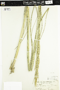 Spartina pectinata image