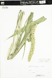 Setaria italica image