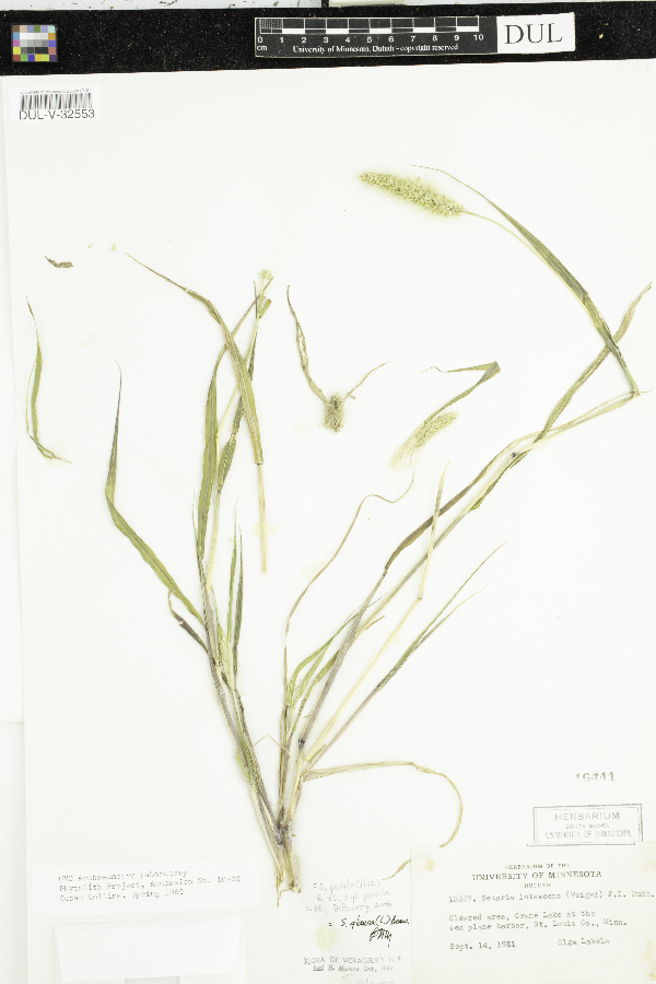 Setaria pumila image