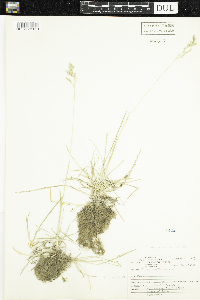 Poa pratensis image