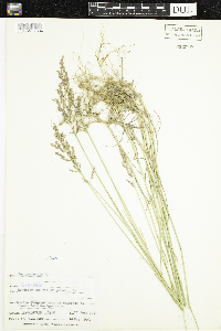 Poa pratensis image