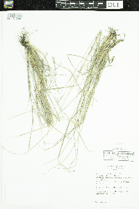 Schizachyrium scoparium var. scoparium image