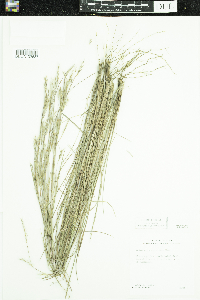 Schizachyrium scoparium var. scoparium image