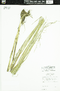 Scolochloa festucacea image