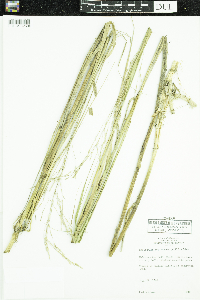 Scolochloa festucacea image