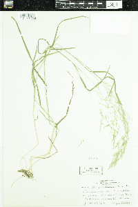 Poa trivialis image