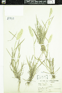 Polypogon monspeliensis image