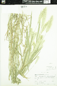 Polypogon monspeliensis image