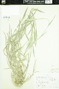 Polypogon monspeliensis image