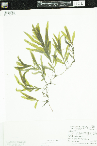 Potamogeton alpinus image