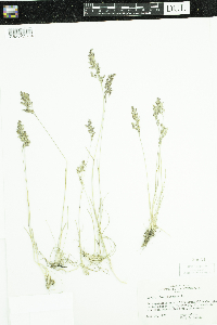 Poa pratensis image