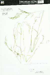 Poa pratensis image