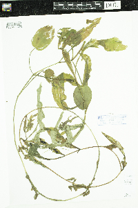 Potamogeton amplifolius image