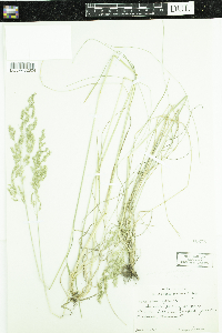 Poa pratensis subsp. pratensis image