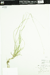 Poa trivialis image