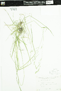 Poa saltuensis subsp. languida image