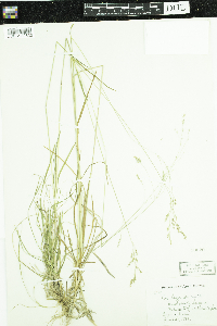 Poa saltuensis image