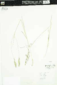 Poa secunda image