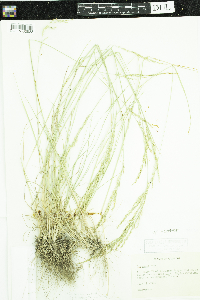 Poa secunda image