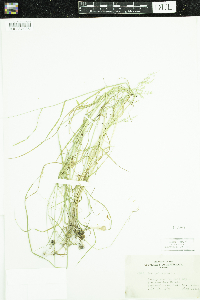 Poa palustris image