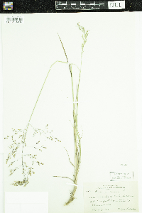 Poa palustris image