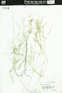 Poa palustris image