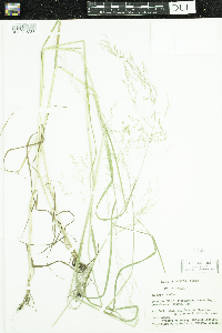 Poa palustris image