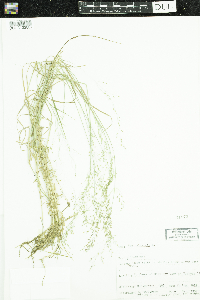 Poa palustris image