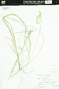 Poa pratensis image