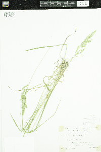 Poa pratensis image