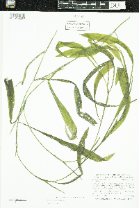 Potamogeton nodosus image