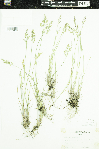 Poa glauca image