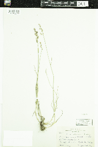 Poa glauca image