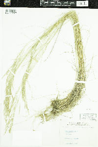 Poa nemoralis image