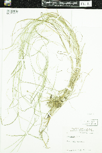 Poa nemoralis image