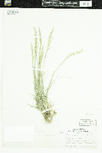 Poa nemoralis image